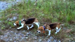 Skyviews Beagles Online Brace Contest Sept 19th 2016 [upl. by Skinner]