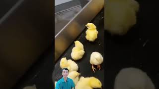 Hatchery hatching chicks viral satisfying amazing trending [upl. by Llabmik]