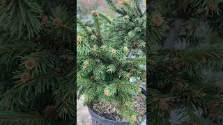 Picea obovata Zarya Заря 💚🌲💚 октябрь 2024 🍁🌲 [upl. by Soma]