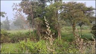 BTS OF Pennisetum pedicellatumPoaceae familynature flowers forest gardening trending [upl. by Samau]