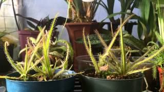 How to grow Carnivorous plants Detailed King Sundew Drosera regia Care and Culture [upl. by Zertnom]