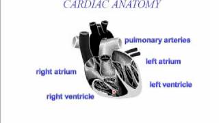 Cardiac Anatomy Part 1 [upl. by Amber248]