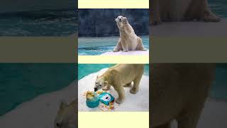 Inuka The Worlds First Tropical Polar Bear inuka polarbear zoo [upl. by Granoff]