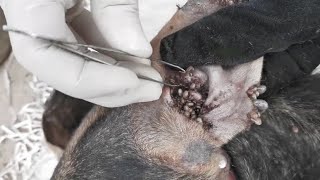 How To Removing Ticks From Dog In Village  Dog Ticks Removing  Many Big Ticks Cleaning All EP23 [upl. by Savanna]