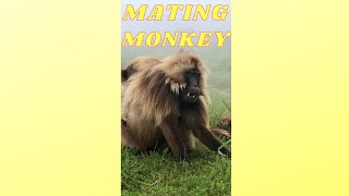 🎬MONKEYS MATING Shorts [upl. by Delcina]