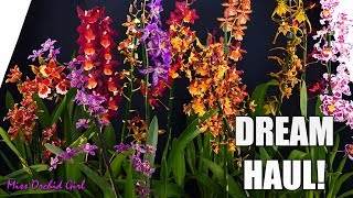 Dream Orchid Haul  Rare Oncidium intergenerics [upl. by Atiral809]