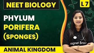 Phylum  Porifera Sponges  Animal Kingdom  L7  NEET Biology [upl. by Ayocal670]