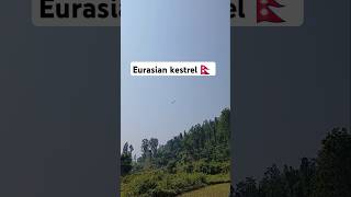 Eurasian kestrel Nepal 🇳🇵 nature peace birdwatching [upl. by Htebazile]