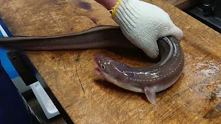 Adults Only  Japanese LIVE EEL Killing and Cleaning Skills [upl. by Ettie845]