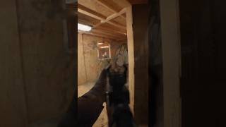 Immersive gunfights in Bodycam bodycam nextgen immersion gameplay shorts [upl. by Lalat936]