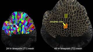 Manually Assigning Parent Labels to Inner Epidermal Cells in Arabidopsis [upl. by Noyrb]