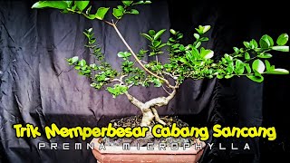 Memperbesar Batang Sancang Dengan Cara ini Premna Microphyla [upl. by Adelice]