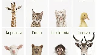 Impariamo delle parole nuove gli animali [upl. by Scharaga425]