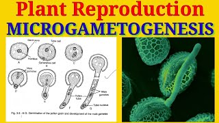 Microgametogenesis  Production of Male Gametes inside the Pollen grains  Plant Reproduction [upl. by Rombert]