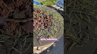 How I Gather Kale Seeds From My Plant gardening [upl. by Holli]