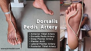 Dorsalis Pedis Artery 13  Foot Arteries  Lower Limb Anatomy [upl. by Septima584]