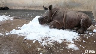 Watch Baby Rhino Freak Out Playing With Snow For First Time [upl. by Hoskinson]