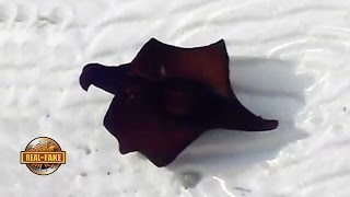 A BATMAN FISH real or fake [upl. by Gallagher355]