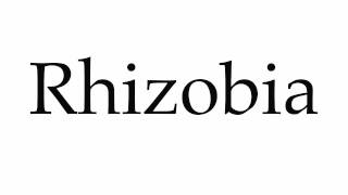 How to Pronounce Rhizobia [upl. by Dill]