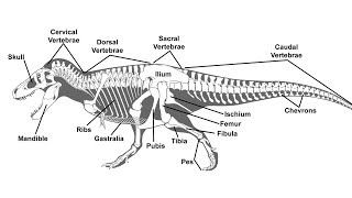 A Guide to Paleontological Terms [upl. by Yror]