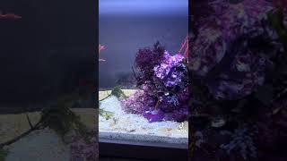 Decorating my seahorse reef tank with algae [upl. by Enileuqaj]