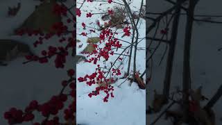 Ilex verticillata Winterberry [upl. by Yrneh]