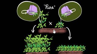Mendels experiment monohybrid cross  Heredity amp Evolution  Biology  Khan Academy [upl. by Jump]