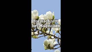 Formschnitt bei Magnolien I PflanzenKölle [upl. by Plantagenet]