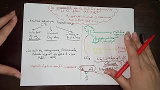 Unité 1 Svt consommation de la matière organique et flux d’énergie [upl. by Anirtac]