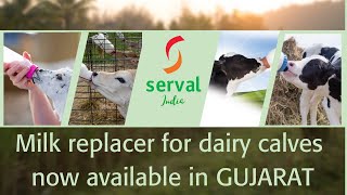 Serval milk replacer for dairy calves now available in GUJARAT [upl. by Nagyam]