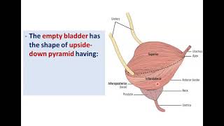 Anatomy of the Urinary Bladder  Dr Ahmed Farid [upl. by Mckale764]