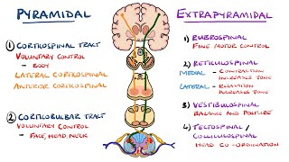 2Minute Neuroscience Motor Neurons [upl. by Scotty]