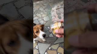 Cute Beagle barking for a treat and getting it funny uplifting [upl. by Rizzi]