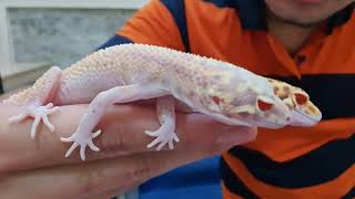 Leopard Gecko Morph Radar Ruby Eye [upl. by Marguerite428]