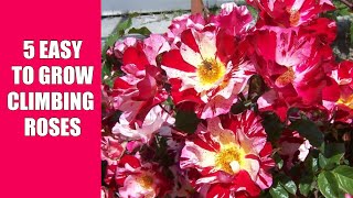 5 Easy to Grow Climbing Roses [upl. by Notniv]