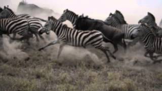 Zebra amp Wildebeest Stampede [upl. by Ocnarf192]