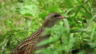 The corncrake Crex Crex [upl. by Anilac]