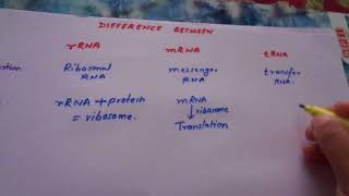 difference between rRNA mRNA and tRNA [upl. by Ranger]