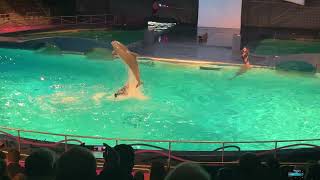 Dolfinarium laat dolfijnen rakelings over trainers heen springen [upl. by Held548]