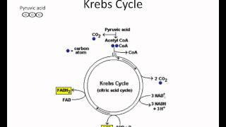 Krebs cycle video lessonwmv [upl. by Dickinson]