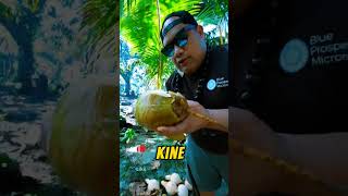 Husking Coconut in Kosrae 🥥 kosrae travel [upl. by Notgnirrac145]