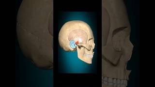 auricularis anterior muscle action 3danimation radiology anatomy virlshorts [upl. by Ojahtnamas850]