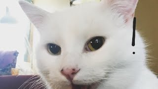 Videos chistosos de gatos 🐱 Tiktok 2022 [upl. by Geno]