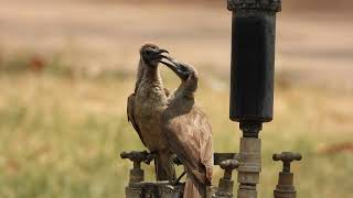 Little Friarbirds squabbling over water [upl. by Onairam389]