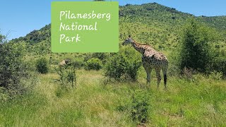 Pilanesberg National Park  Day Tour 2019 [upl. by Iclek]