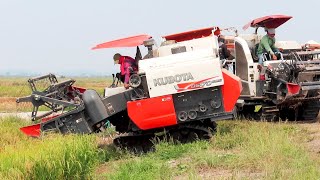 Greatest Activities Team Harvester Kubota DC70Plus Working Skills Cropping Rice At Farms Cambodia [upl. by Axela]