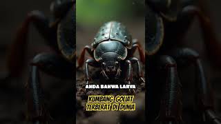 Insekta terberat di dunia kumbang goliath [upl. by Ruyam]