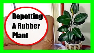 How To Repot Rubber Plant Transplant and Repotting Rubber Plant and After Care [upl. by Bibi394]