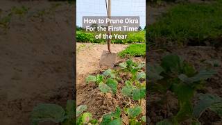 How to Prune Okra for the first time [upl. by Cirdek]