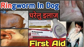 ringworm in dogs home treatment  fungal infection in dogs  treatment of fungal  home remedies [upl. by Slaby]